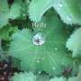 Seeds of Earth. Plants. (WAV music file)